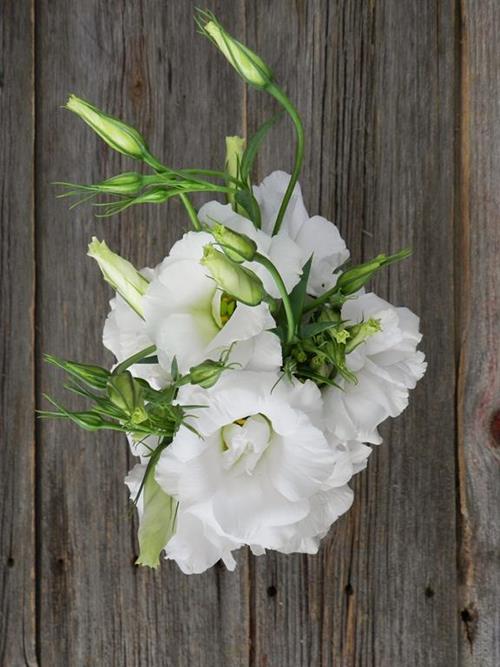 WHITE LISIANTHUS